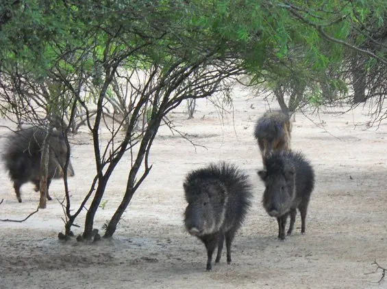Cuatro taguas caminando entre arbustos del Chaco