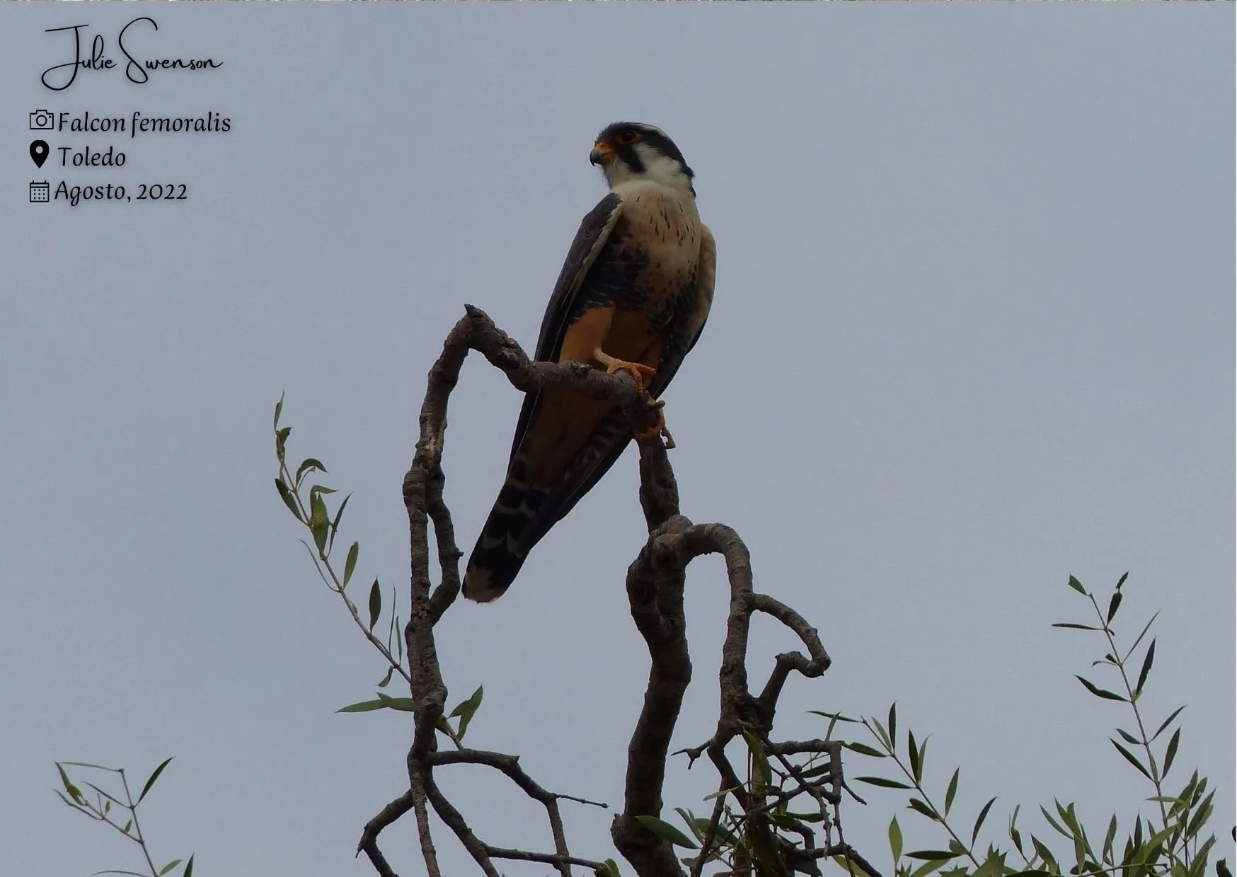 Falco femoralis