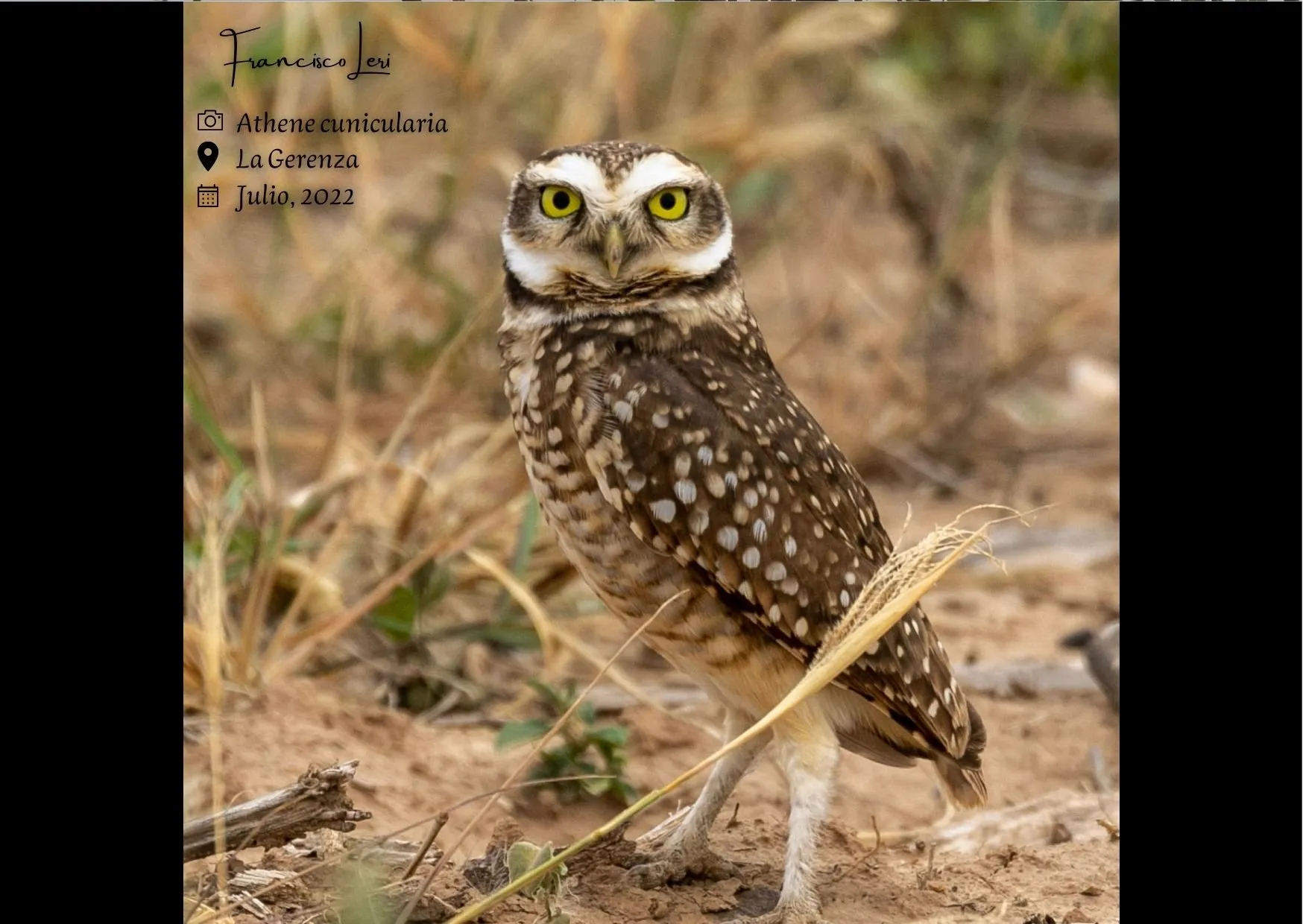 Athene cunicularia