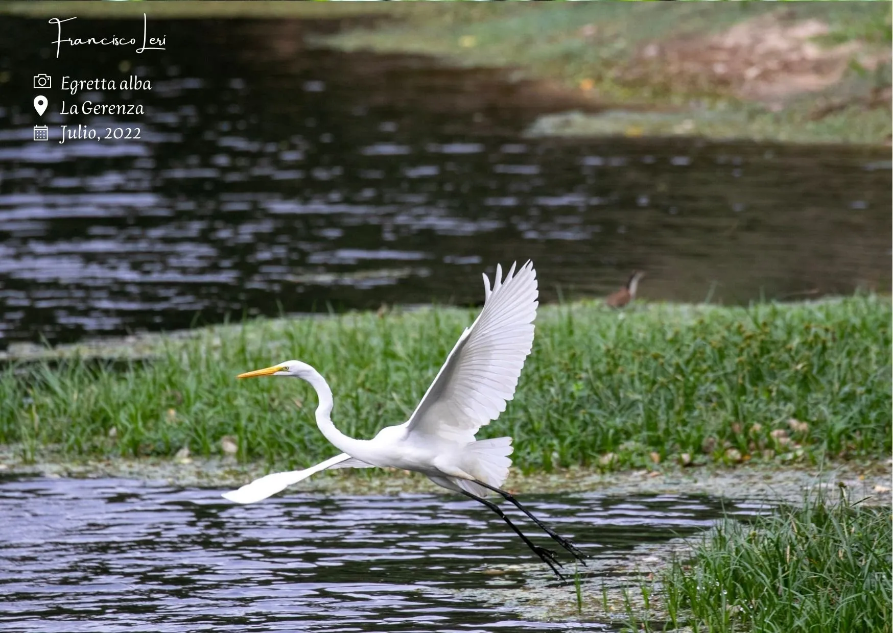 Egretta alba