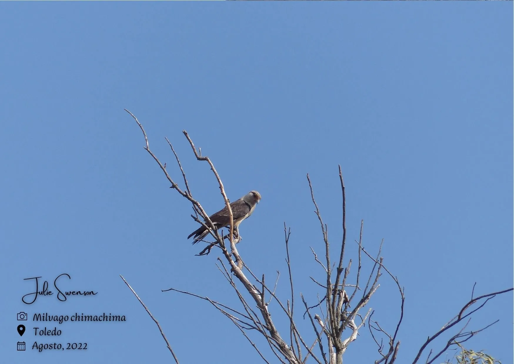 Milvago chimachima