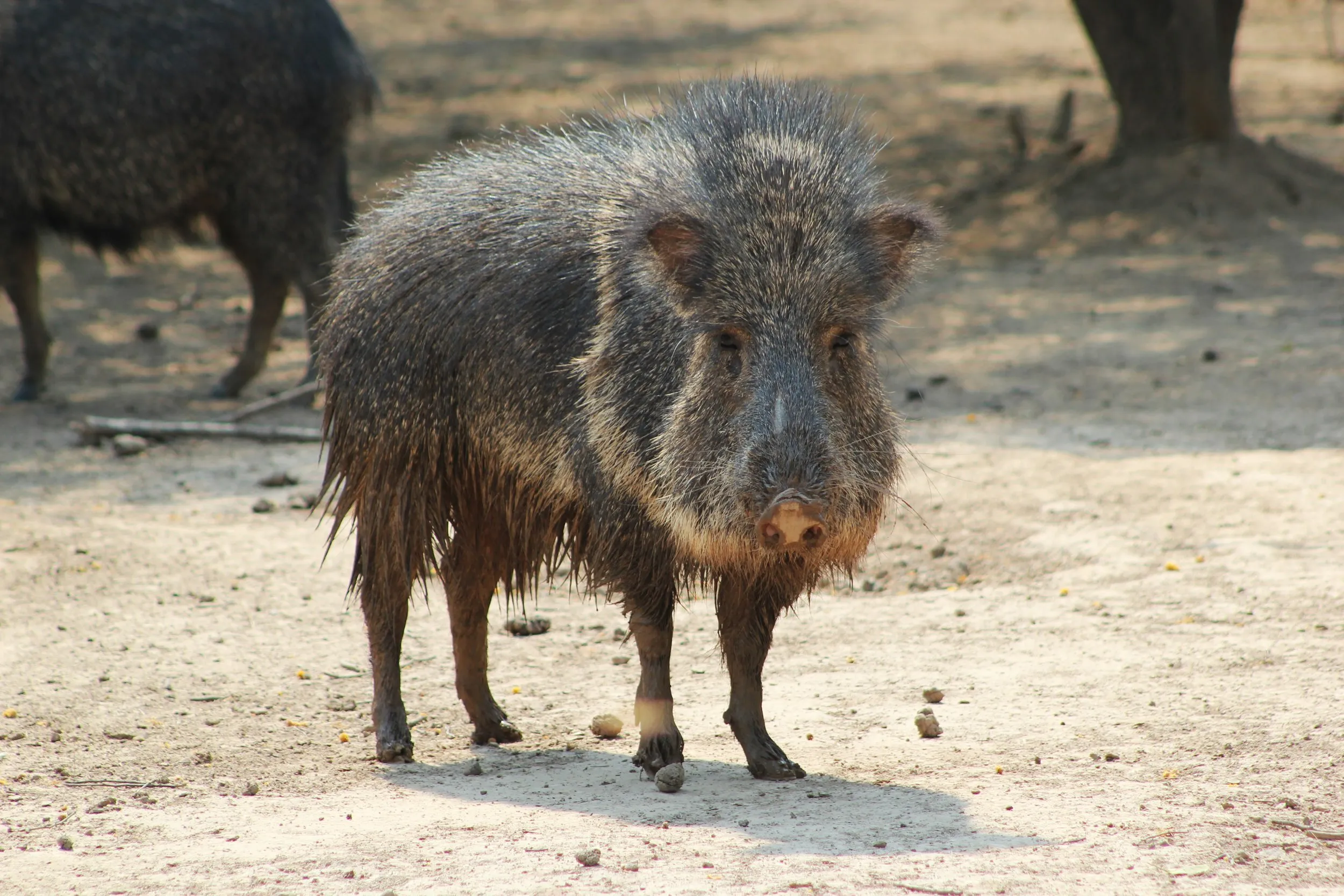 Un tagua adulto de pie sobre tierra arenosa, mirando a la cámara