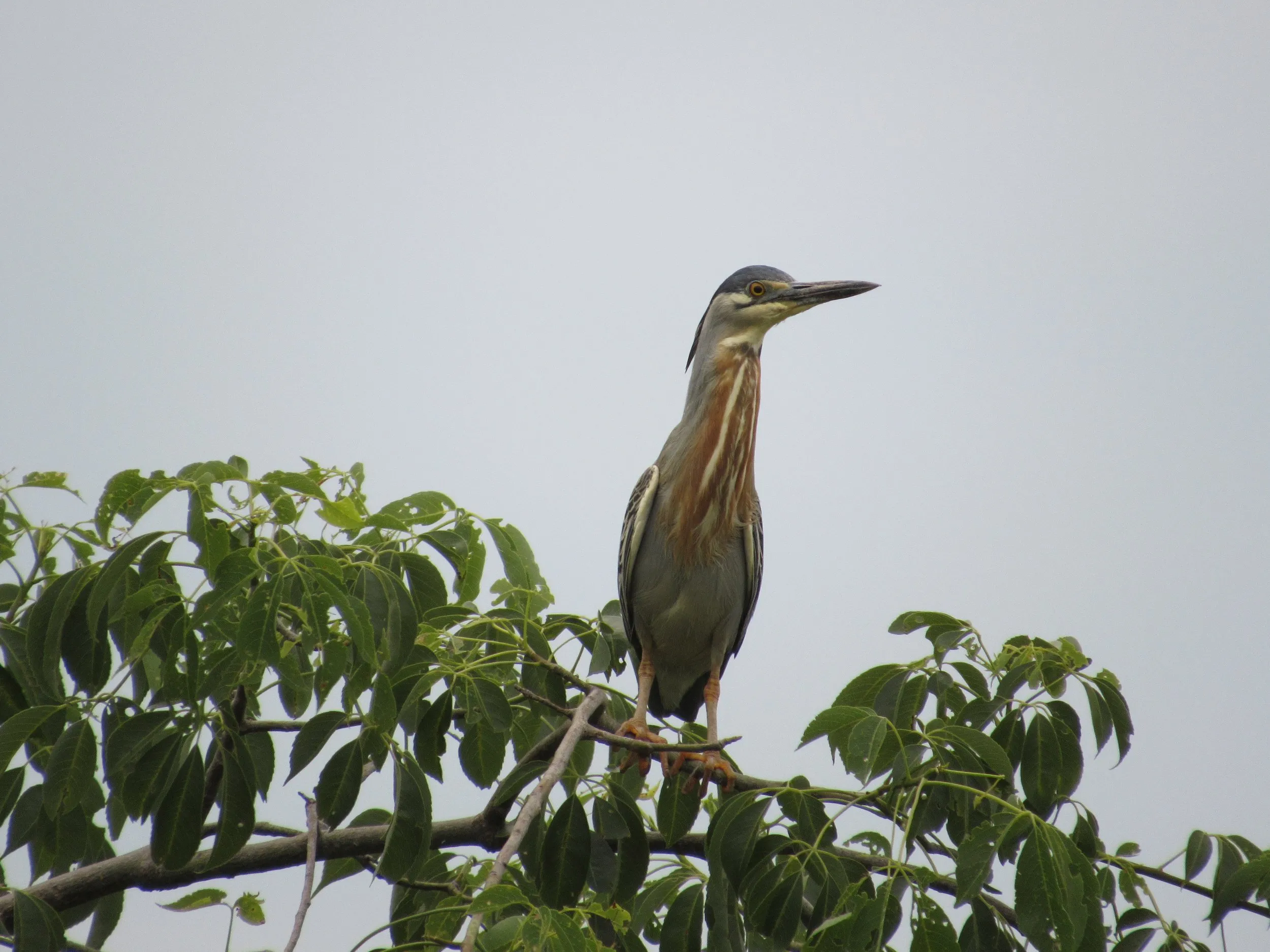 Una garza posada en la copa de un árbol