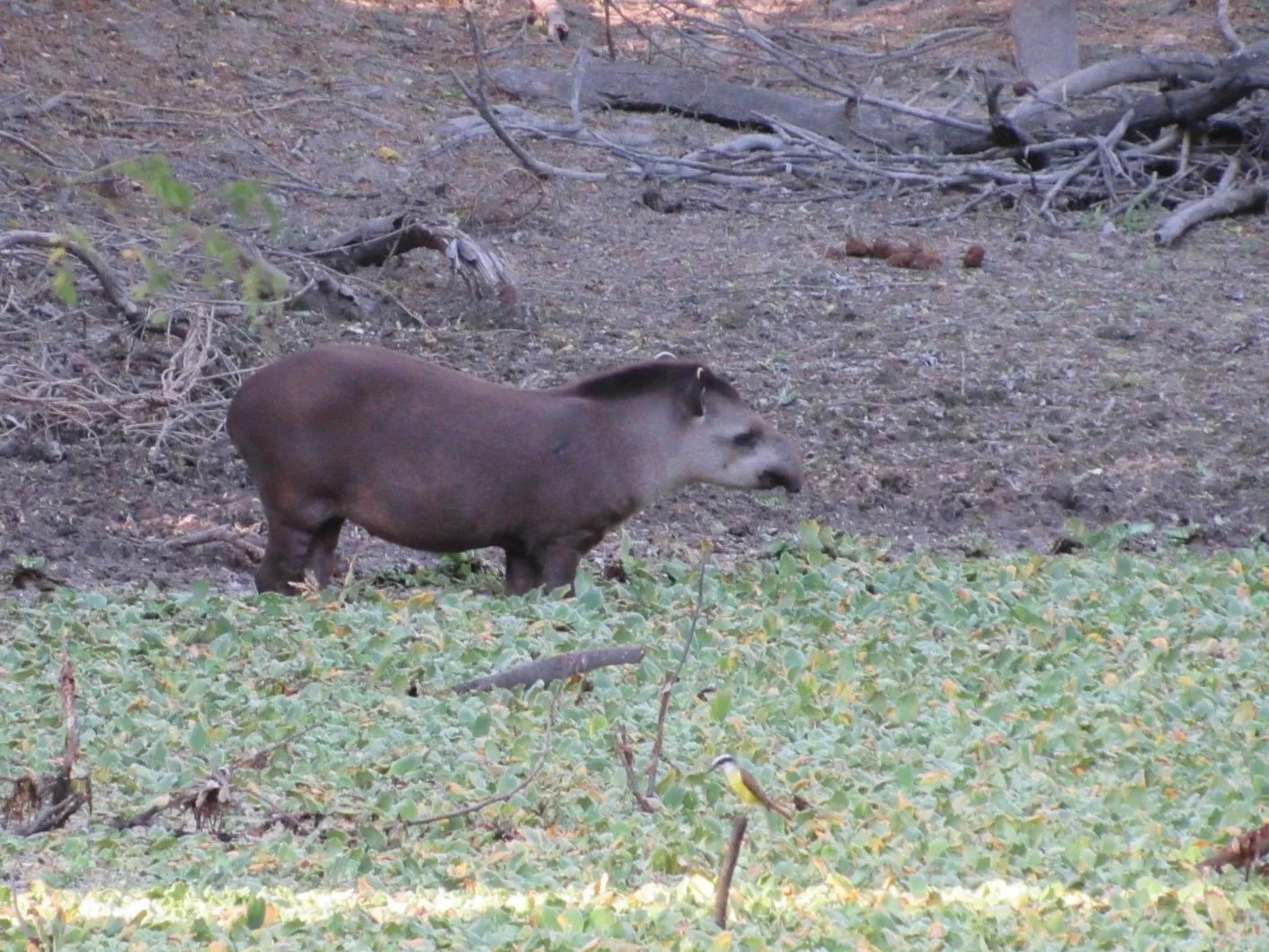 Un tapir en la orilla de una laguna cubierta de plantas acuáticas