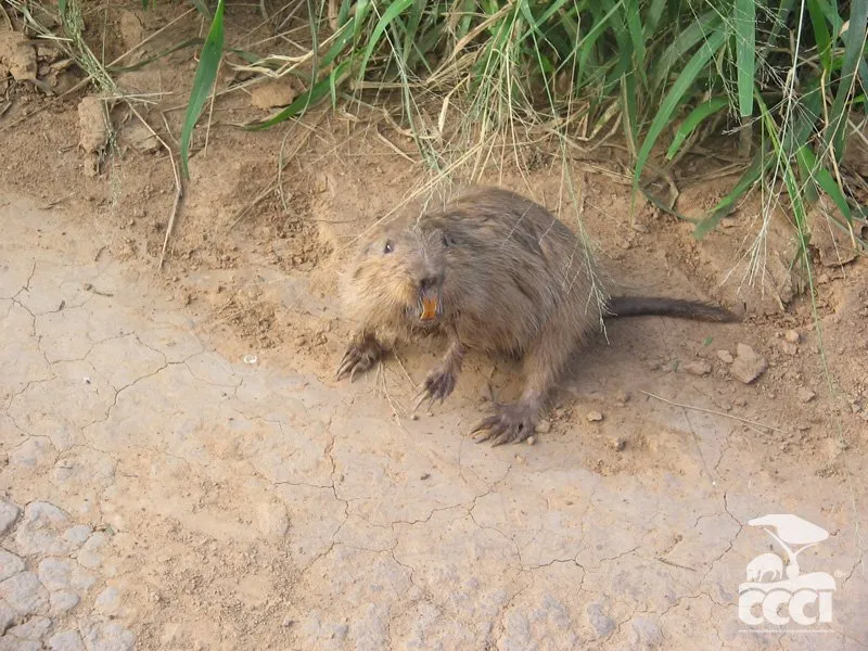 Un roedor de pelaje pardo con incisivos anaranjados sobre tierra seca y agrietada