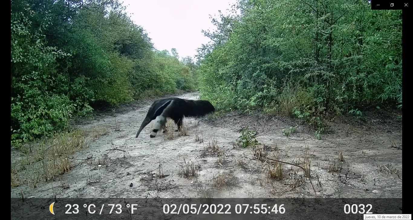 Foto de cámara trampa: un oso hormiguero gigante cruzando un camino de tierra en el monte